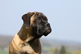 BULLMASTIFF 496